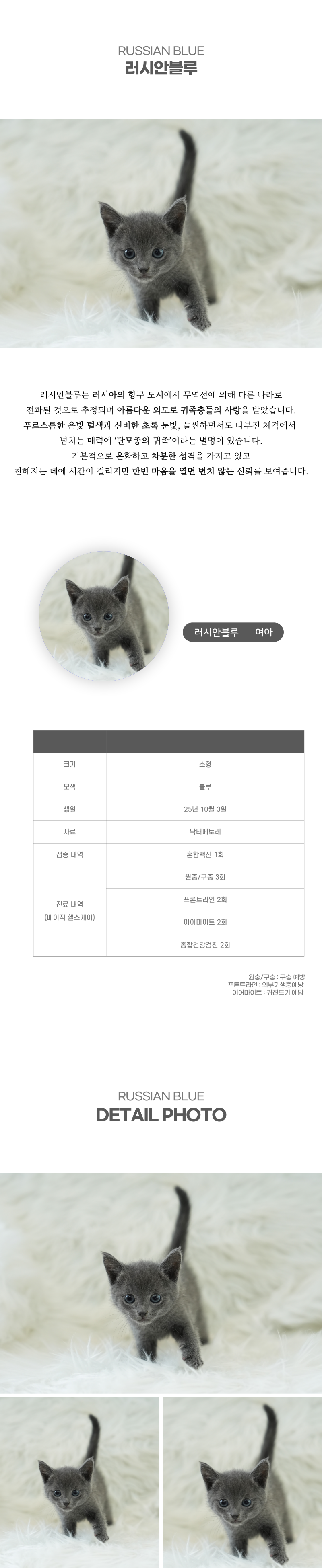 러시안블루_상세이미지_2